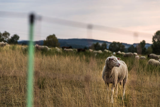 What is vegetarian rennet? And how does it work in sheep's milk feta?